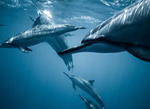 PG电子官方网站-訾晶晶领衔教练组 U23女足集训队明天开练